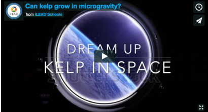 Dreamup Kelp in Space